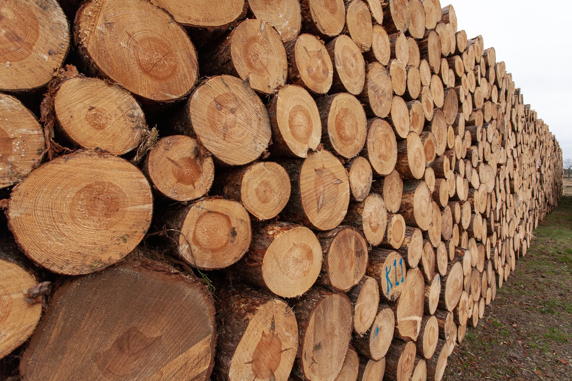 Building Industry Has Increased The Use Of Pine In Building Processes
